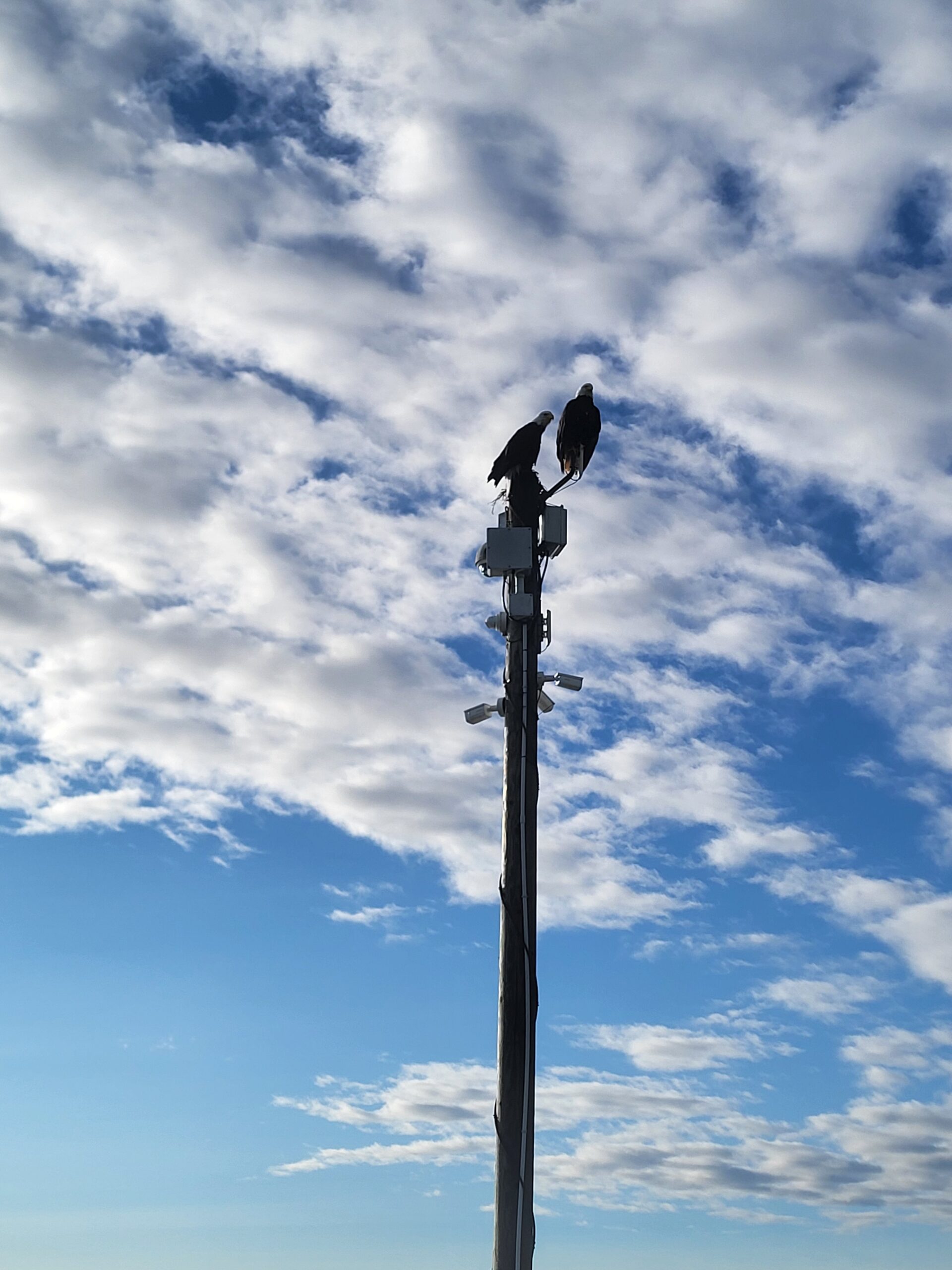 Bald eagles near the marina